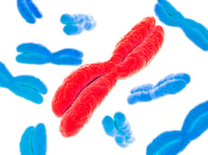 Chromosome Red Blue.jpeg