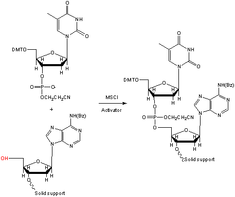 phosphotriester.gif