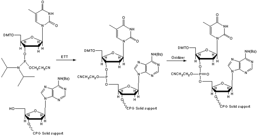 solid-phase-phosphoramidite-coupling.gif