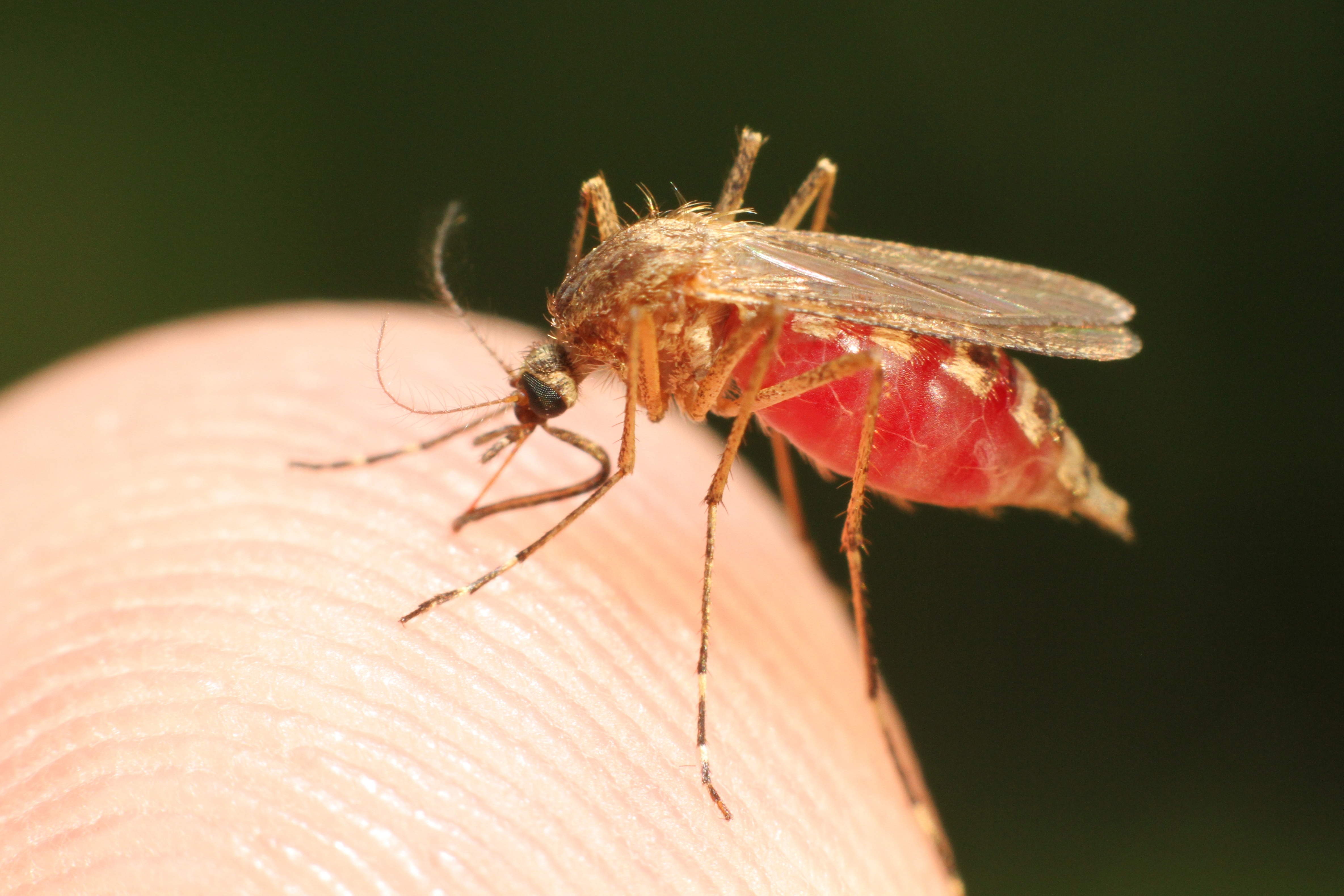 QPCR based Molecular Diagnostics At The Forefront Of Zika Surveillance