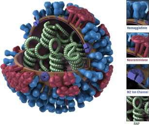 h1n1 flu