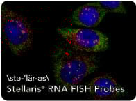 Stellaris RNA FISH Probes