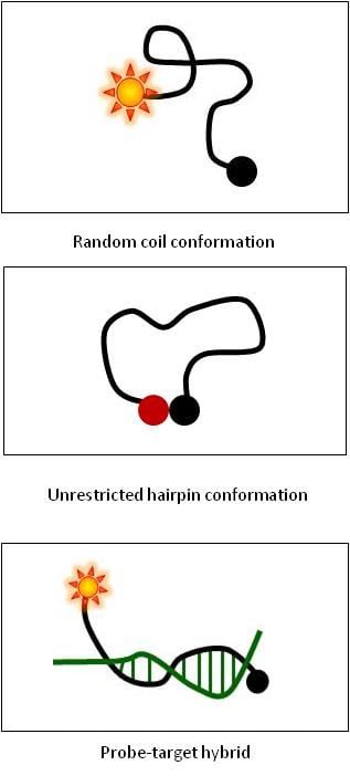 Dual-labeled BHQ probes - Performance to “dye” for