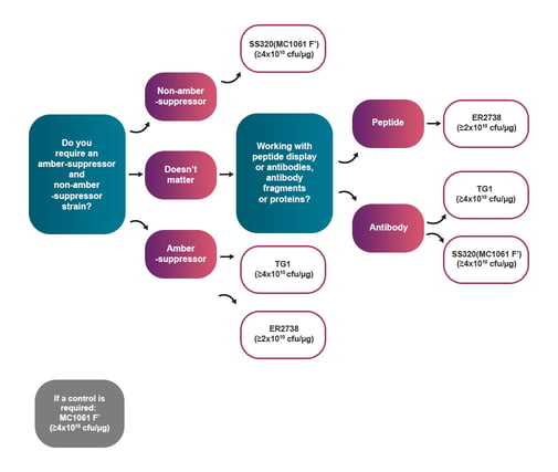 How to choose the right competent cells for phage display - LGC