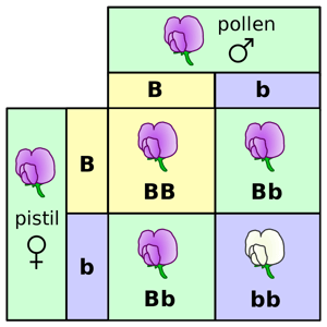 Punnett square