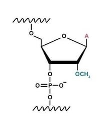 2-O-methyl modification