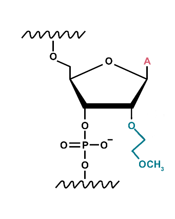 Moe Base Know your oligo mod: 2ʹ-MOE