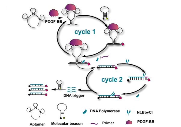 Aptamers_for_molecular_diagnostics_image