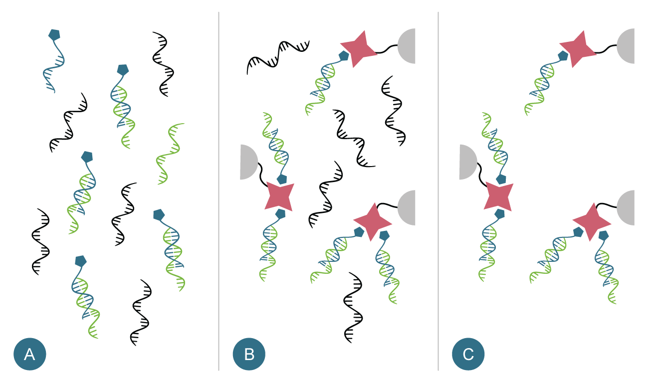 Biotin-Diagram-r2