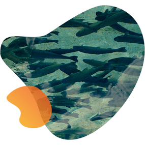 Blog organic shape fish image
