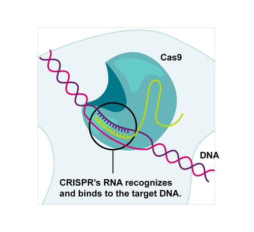 How the sgRNA guides the Cas9 to cleave the target DNA