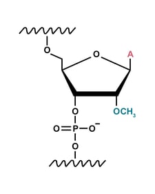 2'-O-methylation (2'-Ome) modification illustration