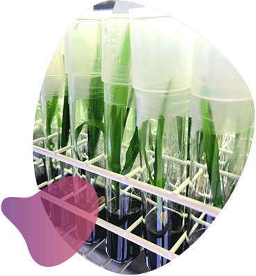 CRISPR_Oil_palm_clones_2_branded