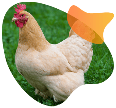 Genomic selection for chickens