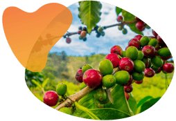 Coffee_berries_blog_image