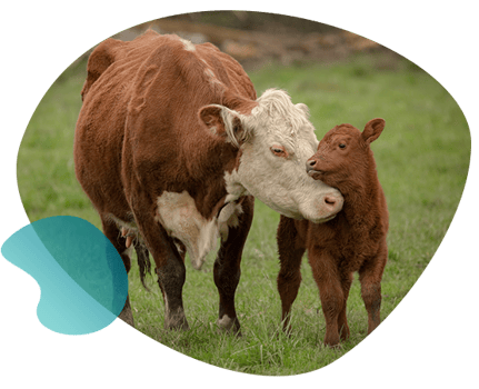 Genomic selection for cattle breeders