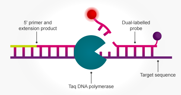 Taq Polymerase: what is it and its applications - LGC
