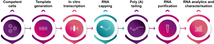 Enzymes for IVT mRNA synthesis workflow steps-1