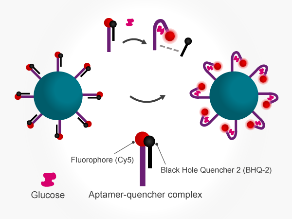 Figure1_Aptamer-BHQ-complex