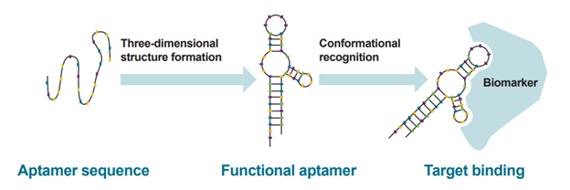 Folding of single-stranded oligonucleotides to form nucleic acid aptamers