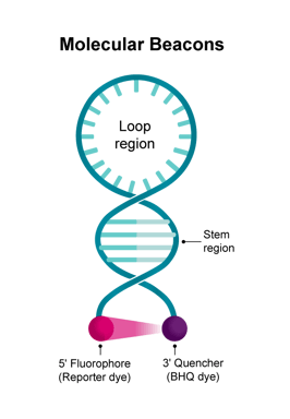 probeformat_molecular_beacons_text_web