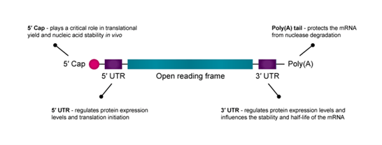 Key elements of a mRNA therapeutics