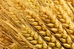 Grain.jpg