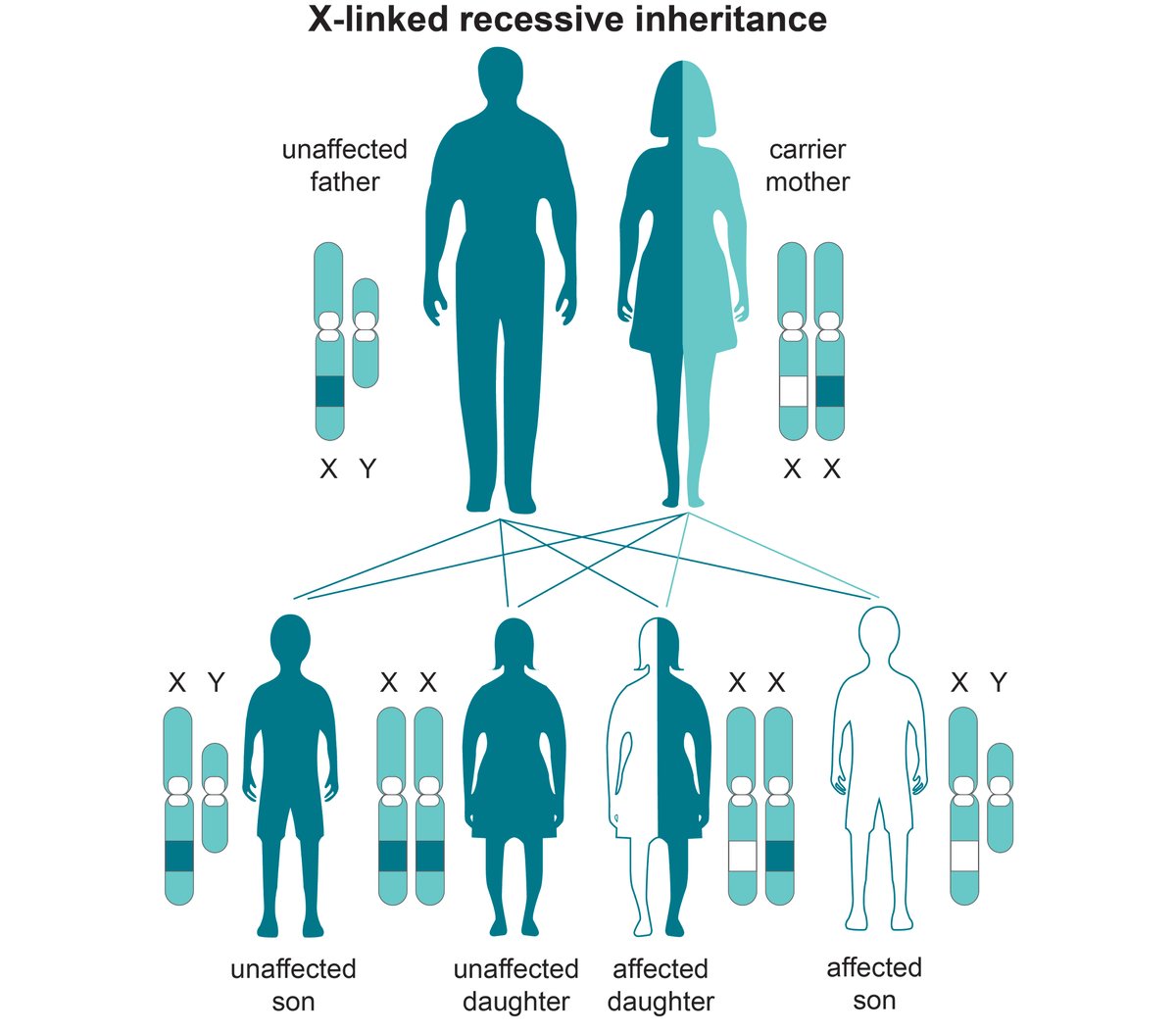 X Marks the Spot: A closer look at chromosomes - LGC