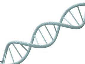 double-stranded-dna-helix.jpeg