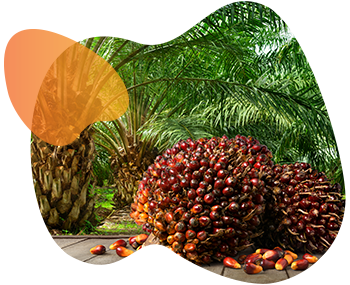 Palm_oil_branded_image_small