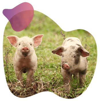 Genomic selection for pig breeders