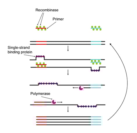 RPA_schematic_web_v2
