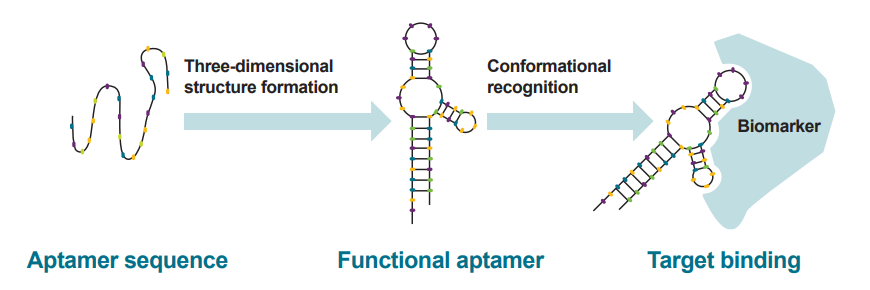 Sequence-functional aptamer-target binding