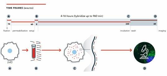 Stellaris RNA FISH methodology