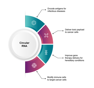 Types of therapeutic applications for circular RNA