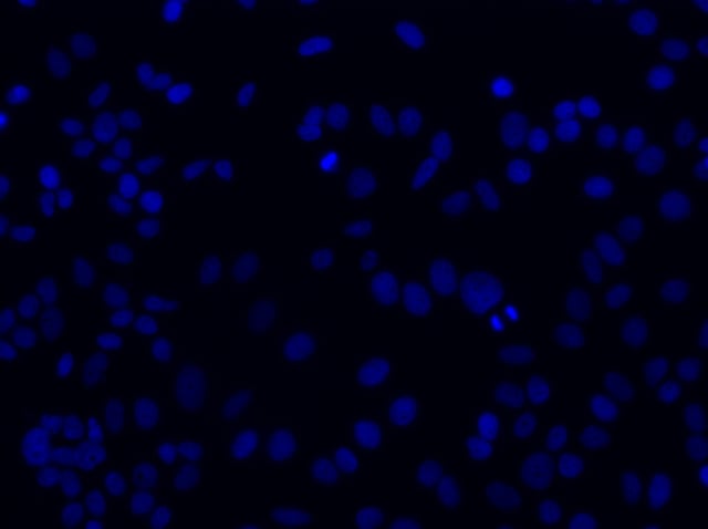 20x-dapi-blue-mk167.jpg