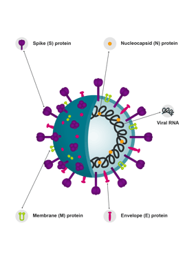 SARS-CoV-2 virus diagram