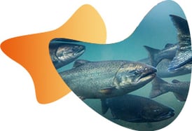 atlantic-salmon