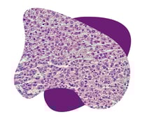 rat liver microscope shapes