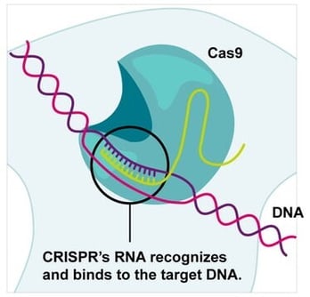 cas9 comp cell fig 1