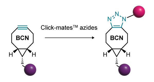 An alternative click chemistry reaction that avoids the need for a catalyst using a cyclic alkyne with strained geometry