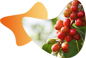 coffeeplant