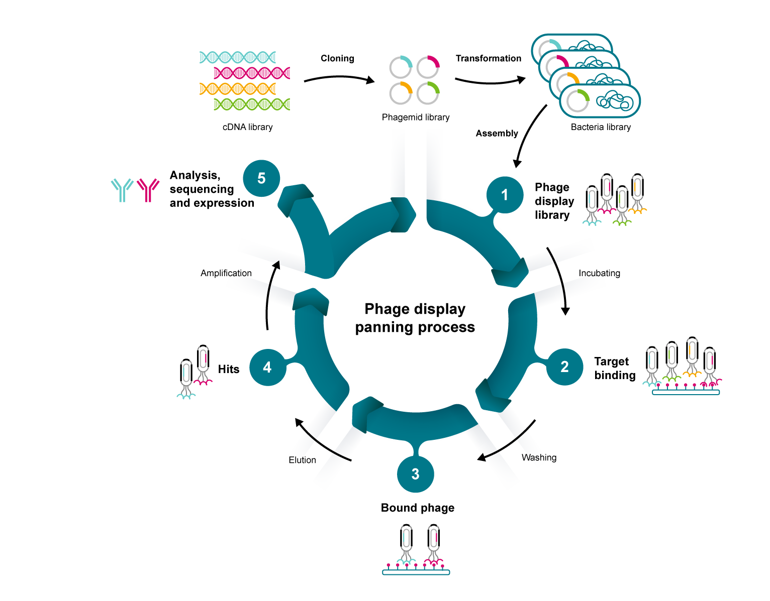 The panning process for phage display