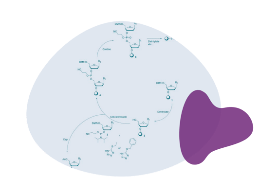 The 4 stage oligo synthesis cycle