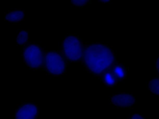 60x-dapi-blue-mk167.jpg