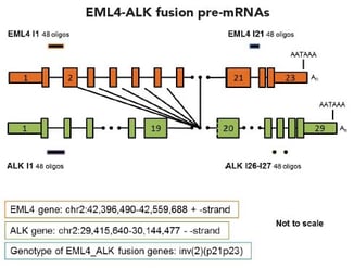 eml4-alk-fusion-pre-mrnas.jpg