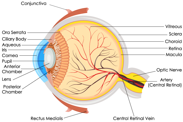 eye-anatomy.png