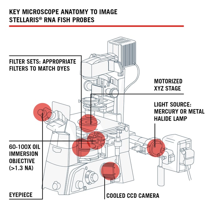 microscope-anatomy.png