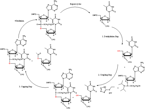 oligo-synthesis-cycle.gif