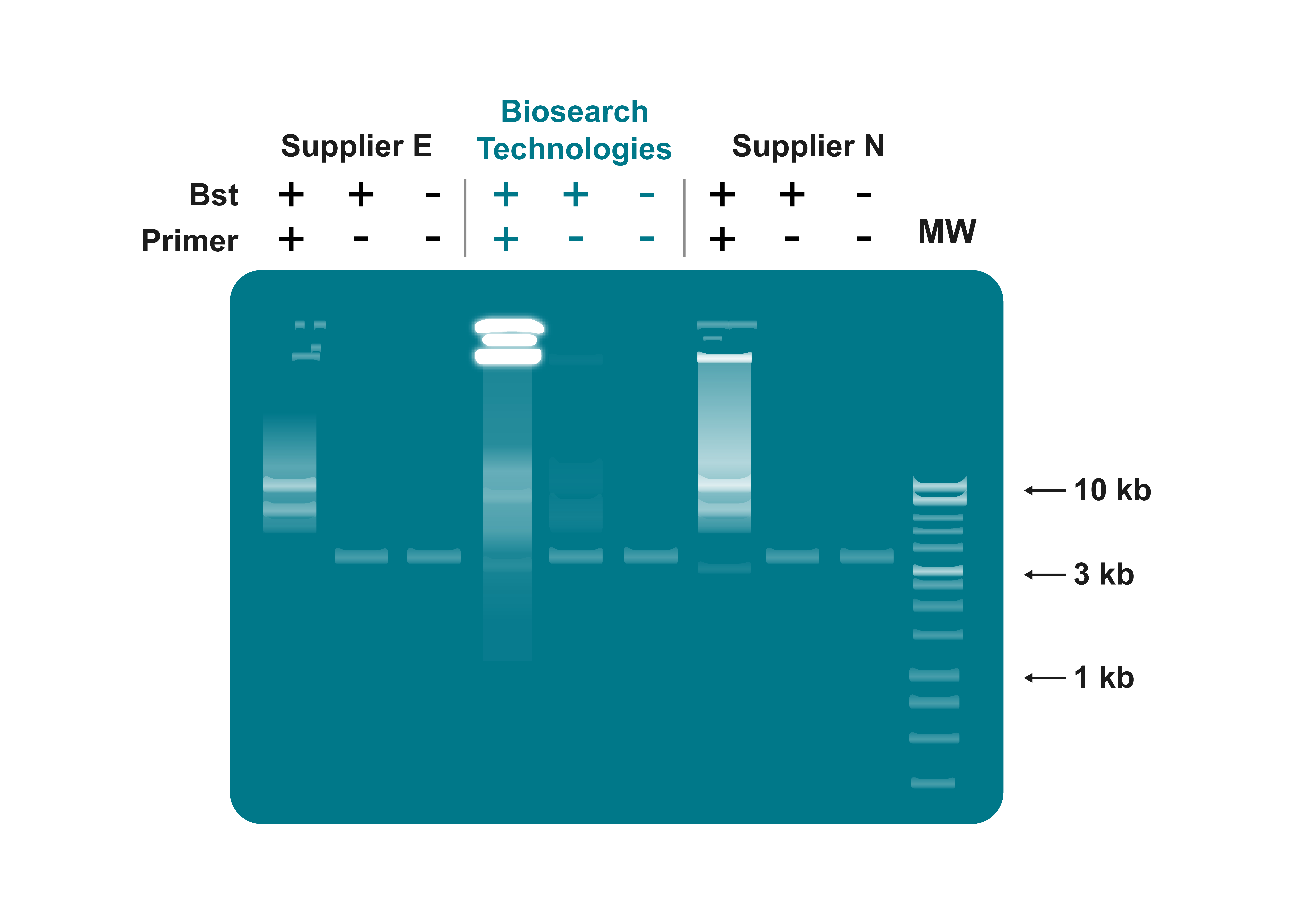 Bst DNA Polymerase, Exonuclease Minus, possesses greater strand-displacing polymerase activity.